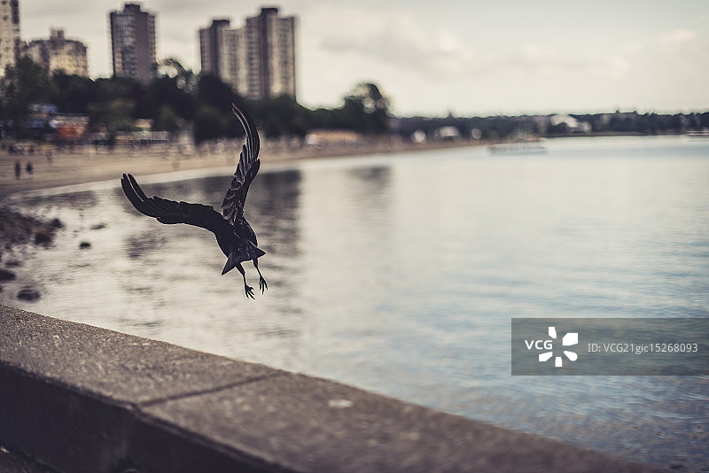 乌鸦之城图片素材