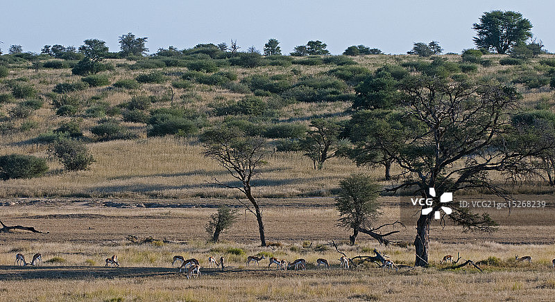 跳羚吃草图片素材