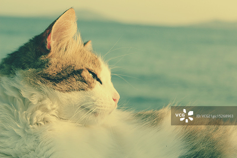 猫咪 - IX图片素材