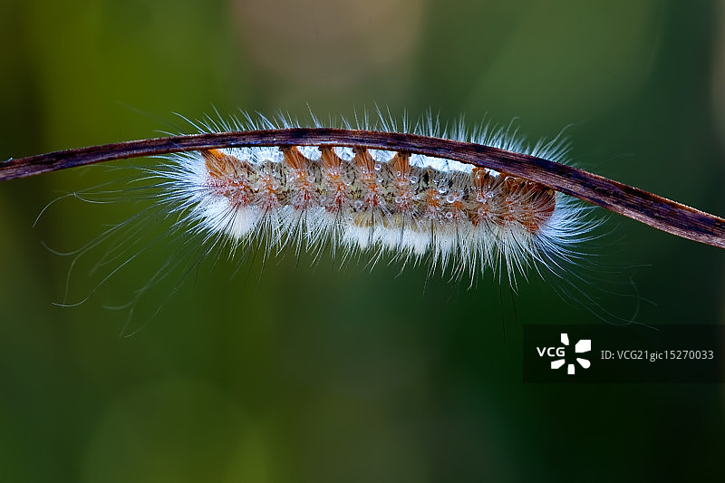 双斑黄毒蛾毛虫图片素材