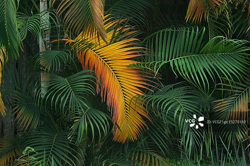 金棕榈奖图片素材