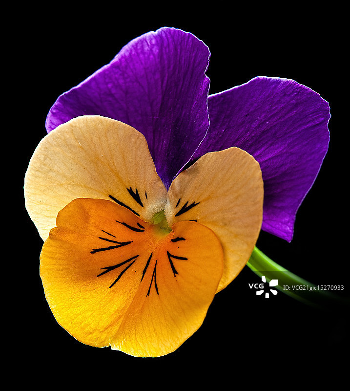 违反了图片素材