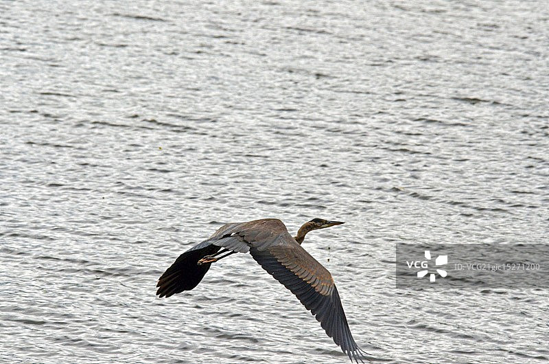 飞过海面的鸟的特写镜头图片素材