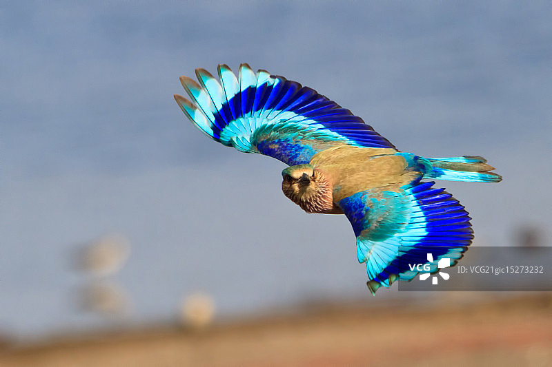 飞行中的印度蓝鸦图片素材