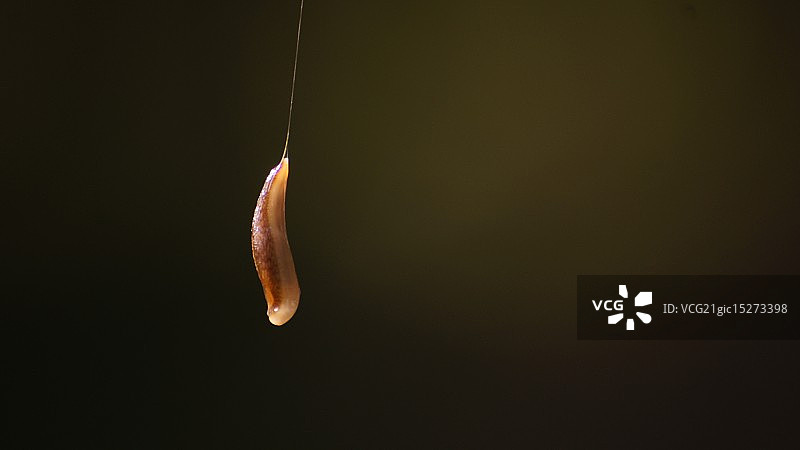 蠕动的蛞蝓图片素材