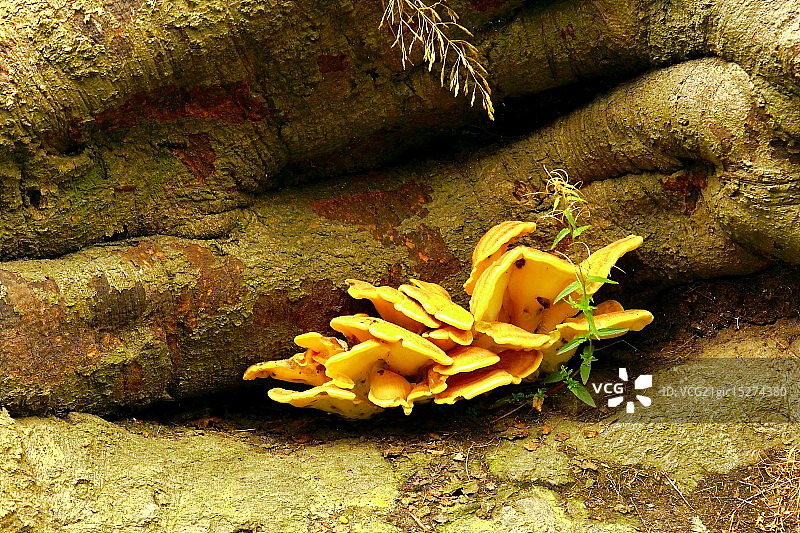 真菌突破图片素材