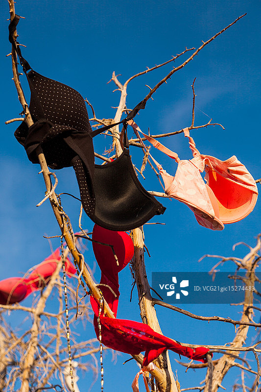 胸罩树图片素材