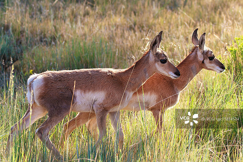 谨慎的配对图片素材