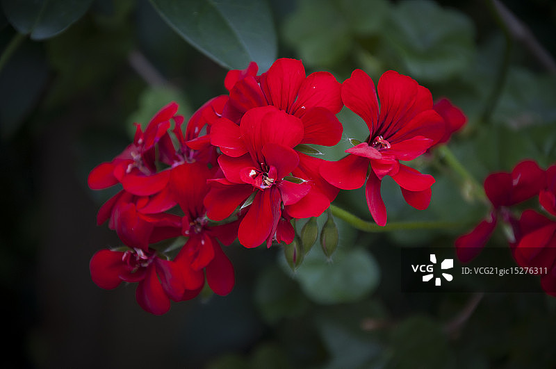 法国天竺葵图片素材