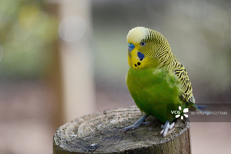 带羽毛的朋友图片素材