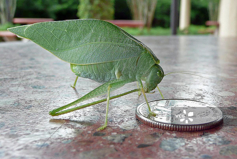 螽斯梳理图片素材