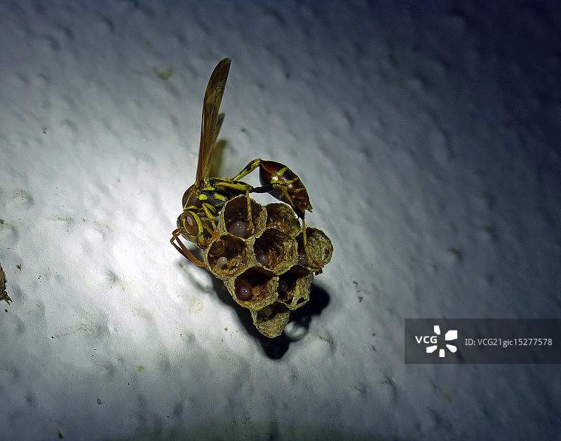 纸胡蜂图片素材