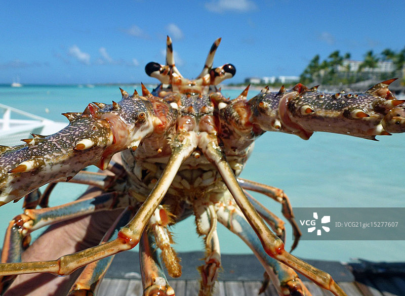 加勒比海多刺龙虾（阿鲁巴）图片素材