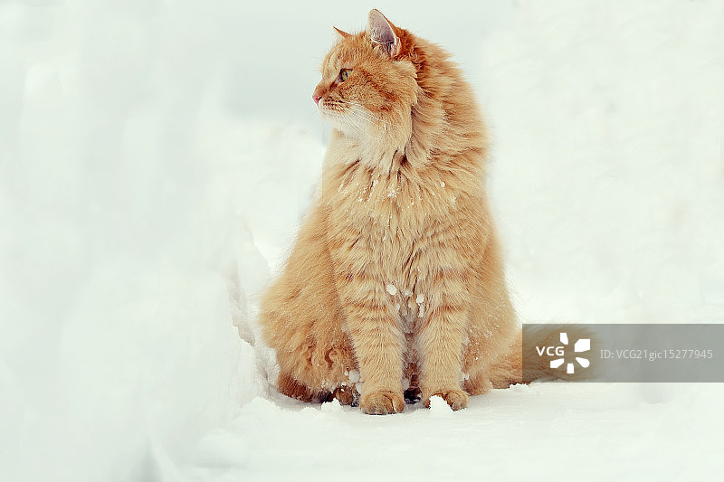 冬日里的姜黄色猫咪图片素材