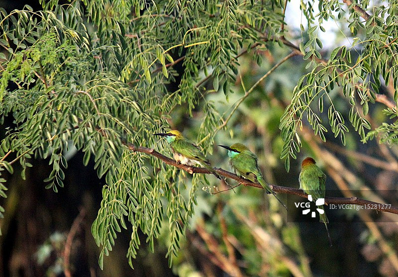 伪装中的蜂虎图片素材