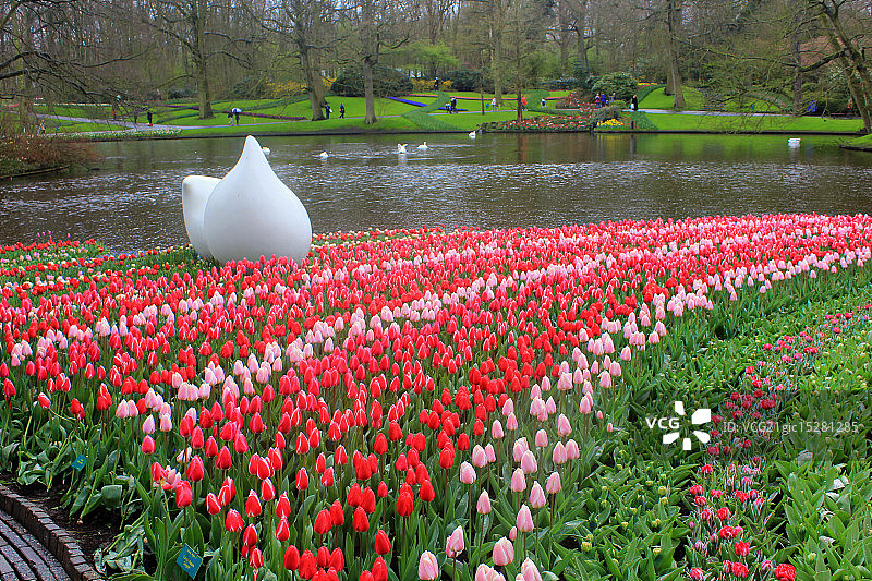 库肯霍夫郁金香图片素材