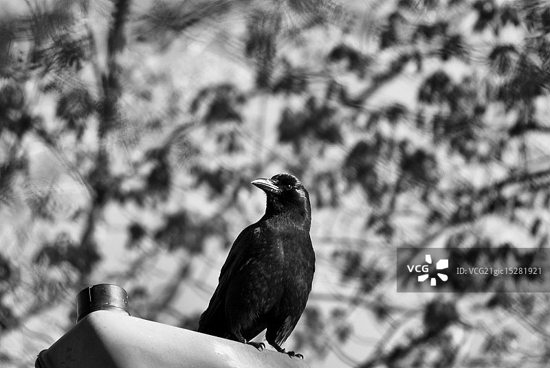 乌鸦图片素材