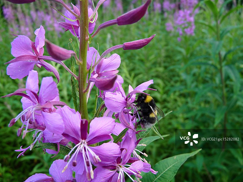 大黄蜂爱好者图片素材