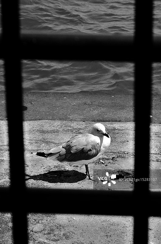 铁栏杆后面图片素材