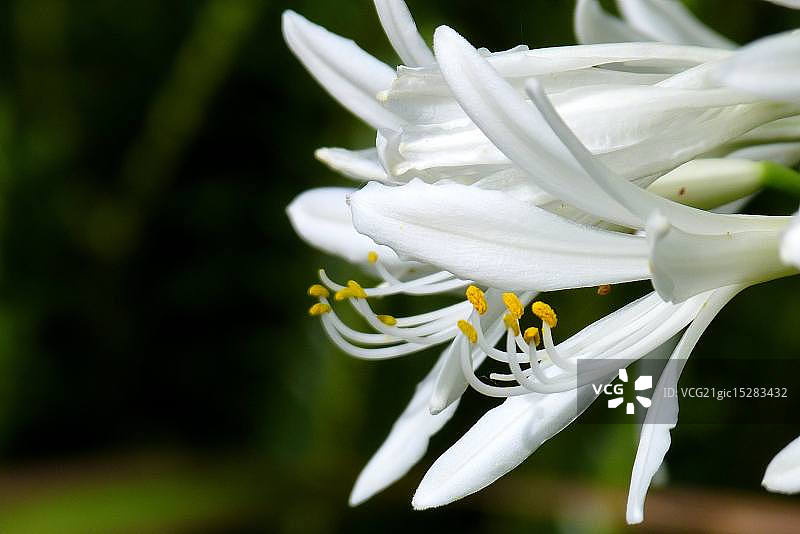 白色百子莲微距特写图片素材