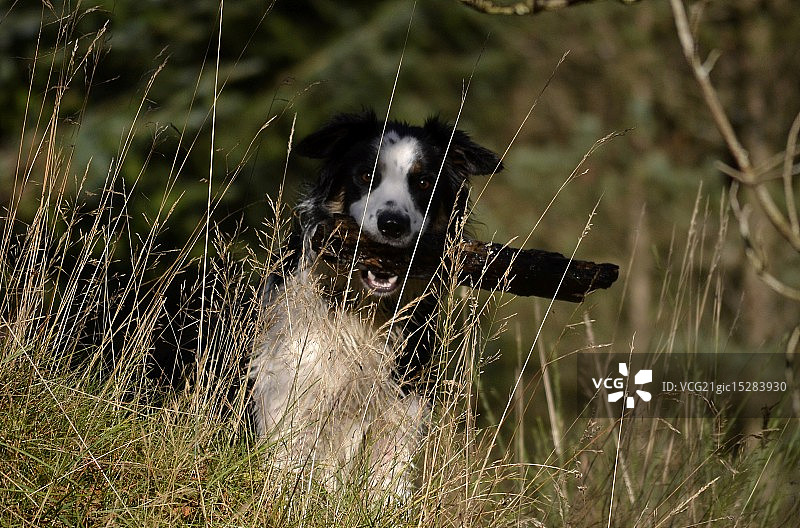 柯利犬和棍子图片素材