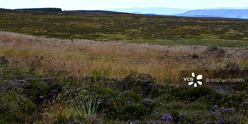 伊尔克利沼泽图片素材