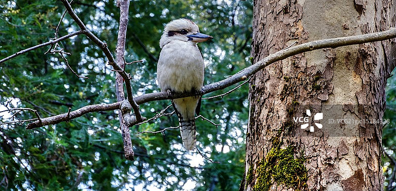 笑翠鸟II图片素材
