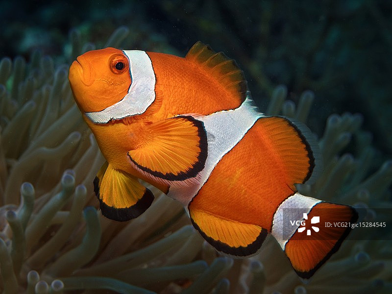 西氏小丑鱼图片素材