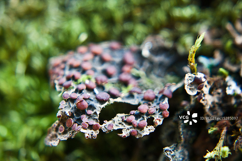 有子囊盘的地衣图片素材
