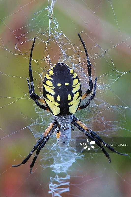 黑黄相间的花园蜘蛛图片素材