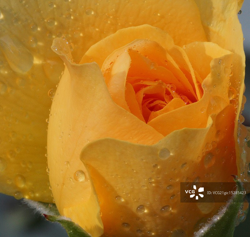 黄色玫瑰特写图片素材