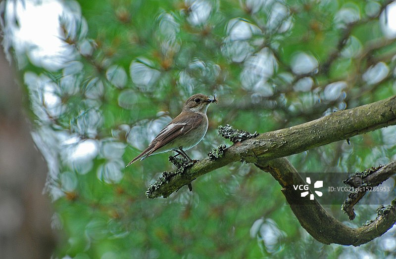 嘴里叼着昆虫的斑姬鹟图片素材