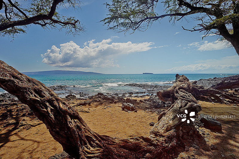 粗糙的树，马凯纳图片素材