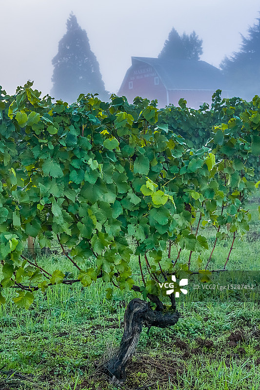葡萄藤、雾和谷仓图片素材