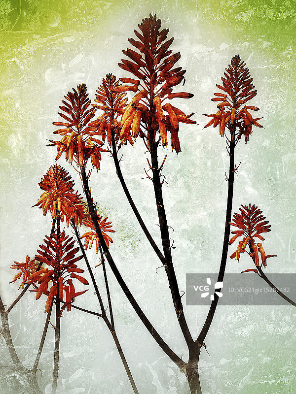 芦荟花图片素材