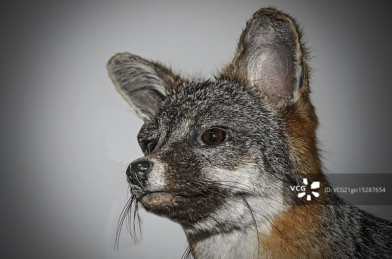 红狐狸图片素材