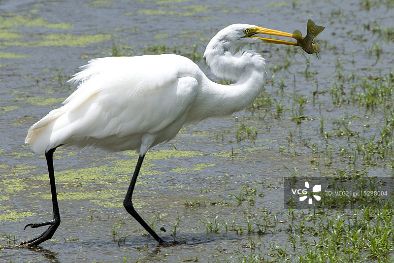 白鹭捕鱼图片素材