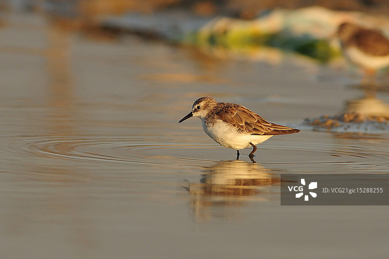 小滨鹬图片素材