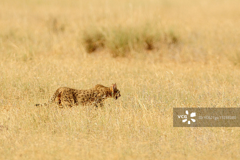 沙漠猫咪过马路图片素材