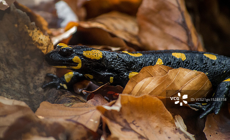火蜥蜴图片素材