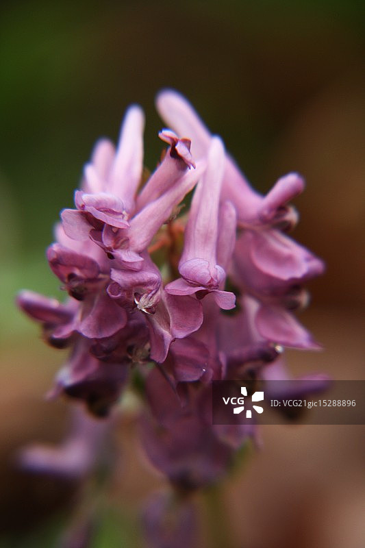 坷垃花图片素材