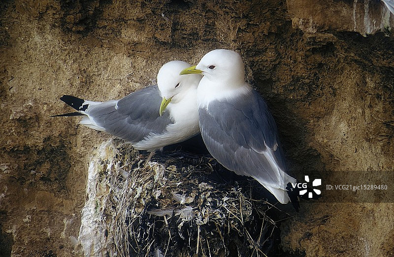 普通海鸥图片素材