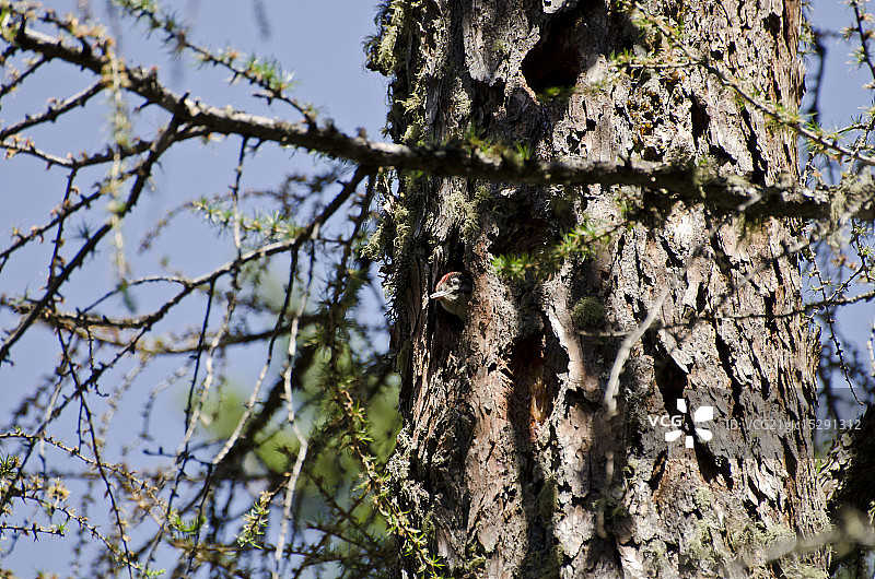 伟大的发现啄木鸟图片素材