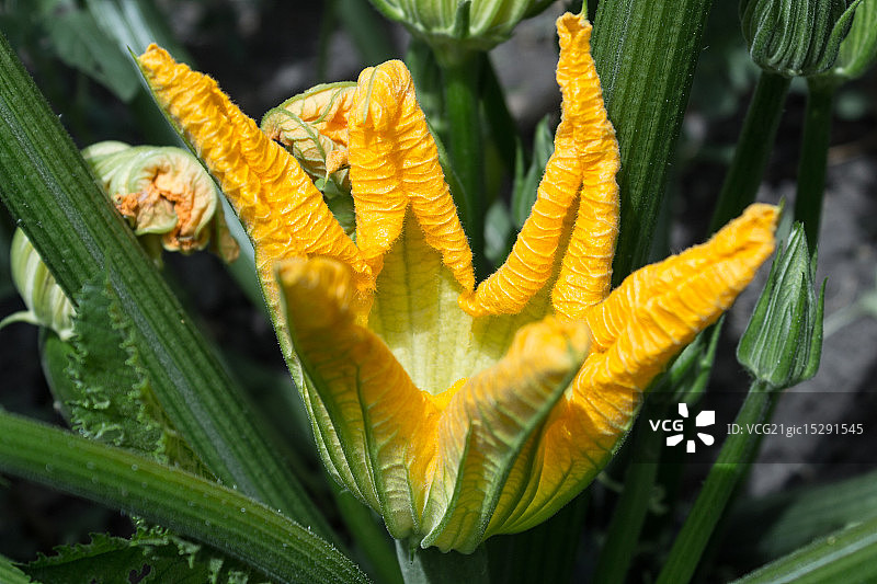 南瓜花图片素材