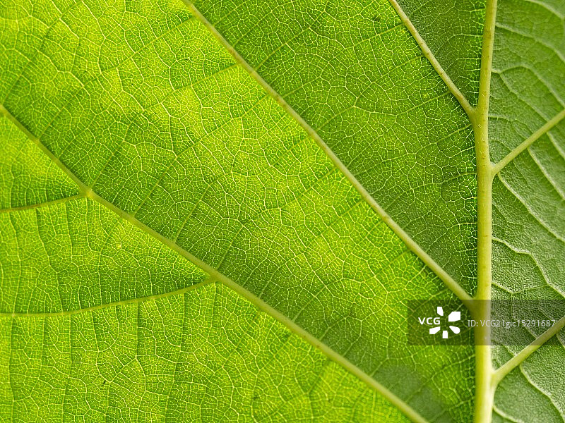 从下面逆光拍摄的绿叶图片素材