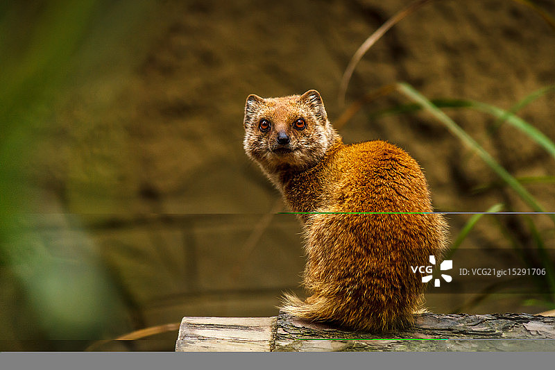 凝视着我图片素材