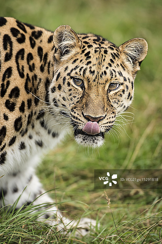 远东豹系列图片素材