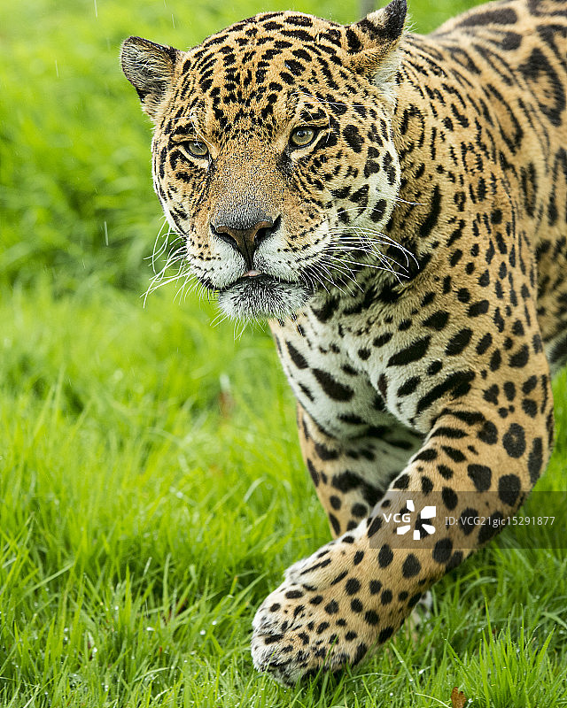 捷豹系列图片素材