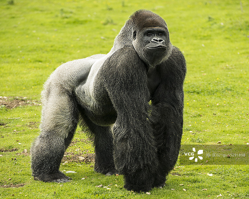 撅起嘴唇图片素材