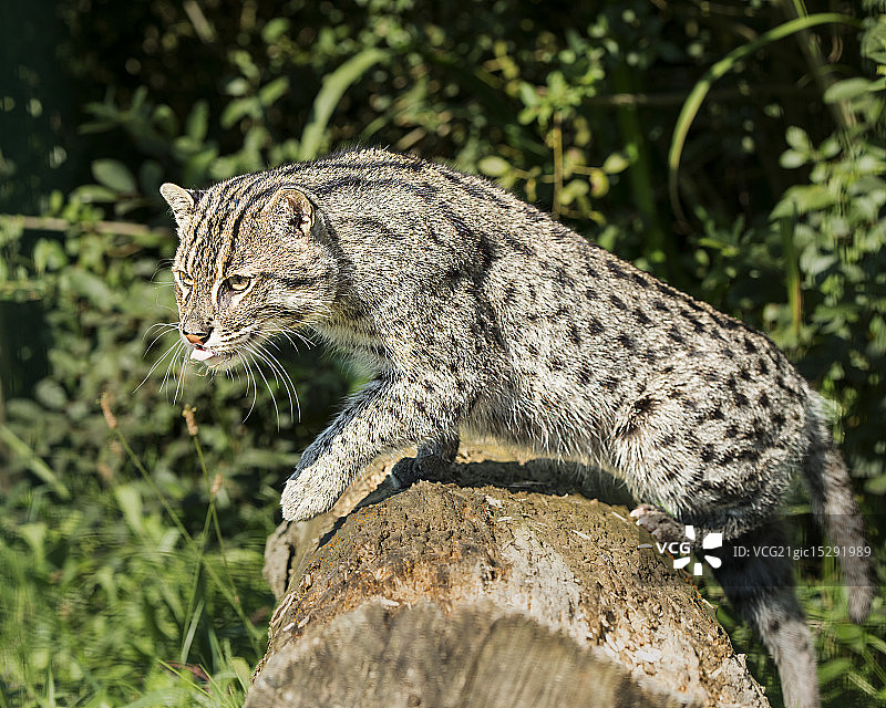 钓鱼猫图片素材